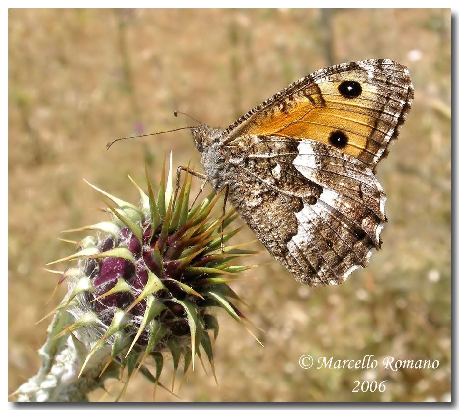 Ma quanto  difficile riconoscere alcune Hipparchia spp!